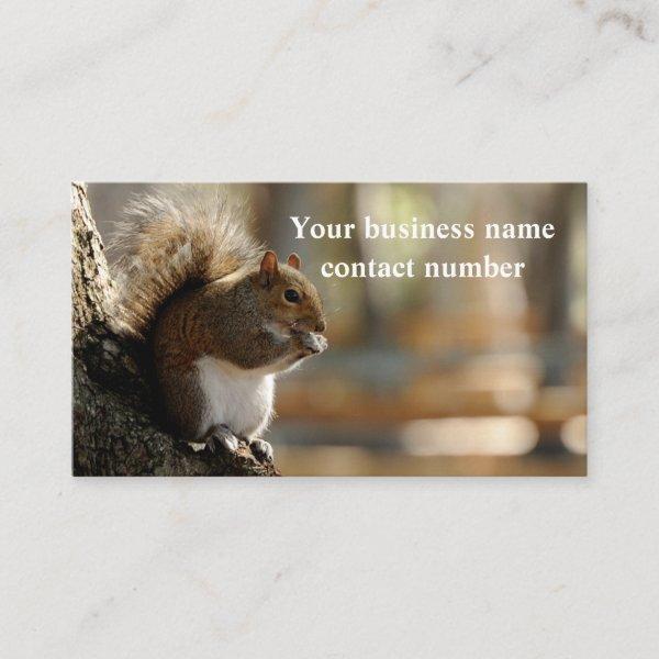 Mr Squirrel