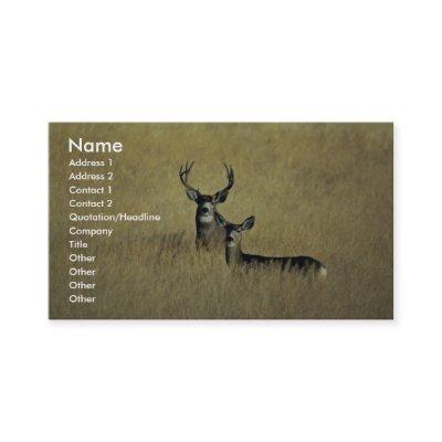 Mule Deer