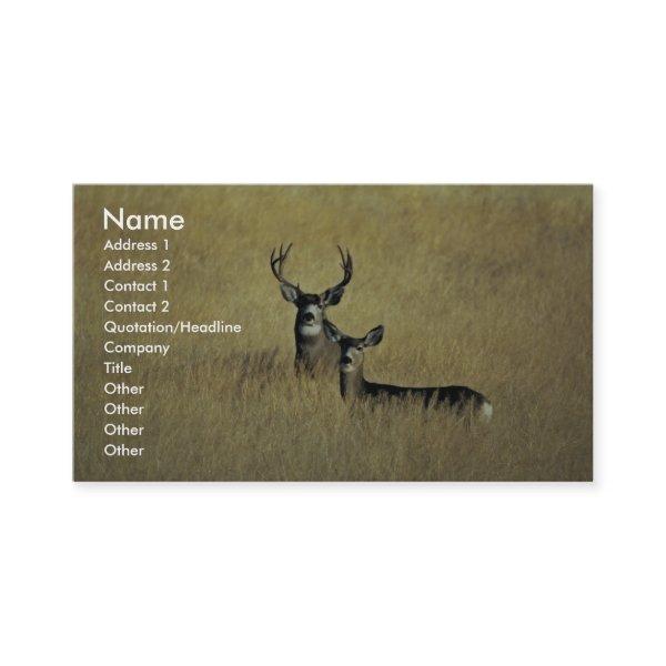 Mule Deer