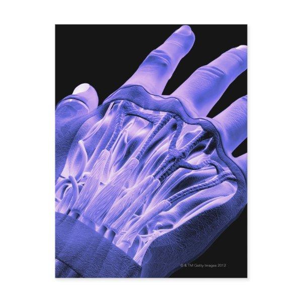 Muscles of the Hand Postcard