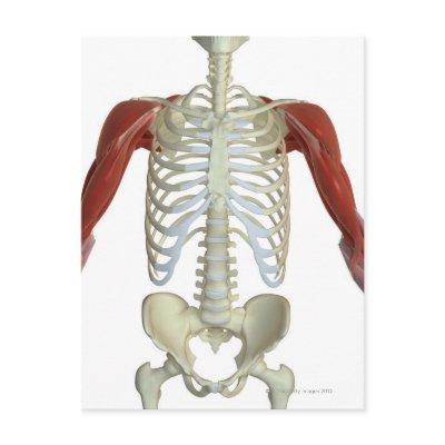 Muscles of the Shoulder 2 Postcard