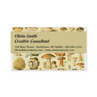 Mushroom Vintage Toadstool Antique Illustration