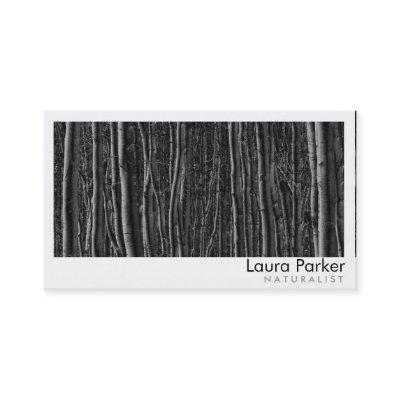 Natural Forest Birch Tree Care Landscape Lawn