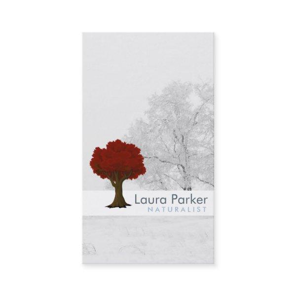 Natural Forest Silver Tree Care Landscape Lawn