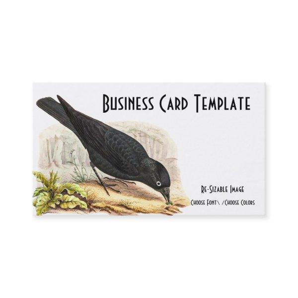 Nature Blackbird Raven