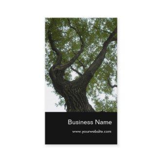 Nature/Evergreen Camphor Tree