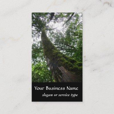 Nature/Evergreen Cypress Tree
