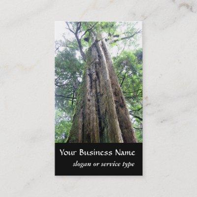 Nature/Evergreen Old Tall Tree Naturalist