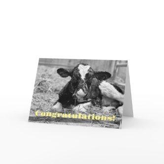 New Calf Baby Congratulations Card