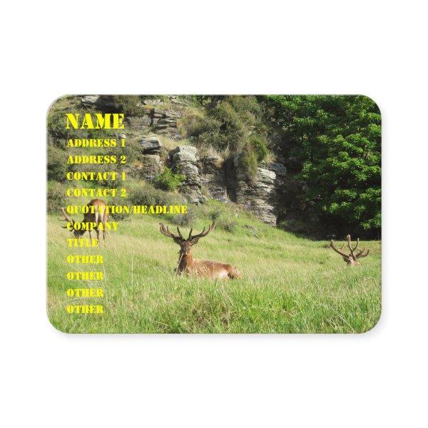New Zealand Stags