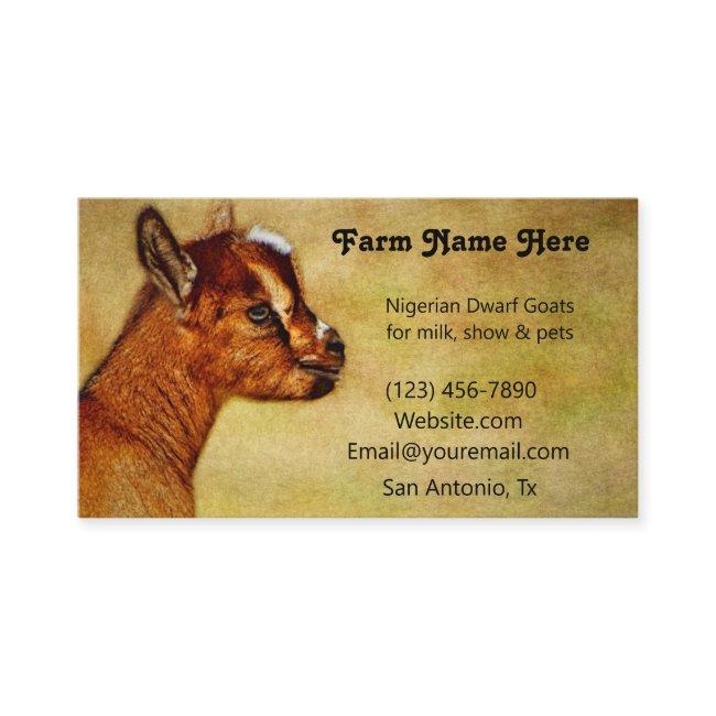 Nigerian Dwarf Dairy Goat Kid