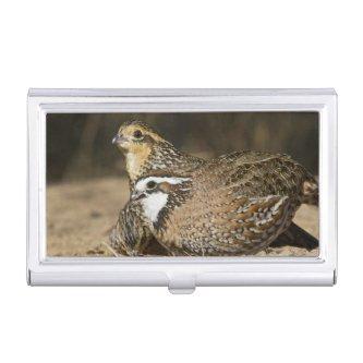 Northern Bobwhite quail babies at pond for drink  Holder