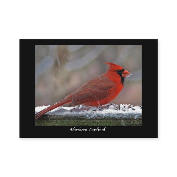 Northern Cardinal ATC