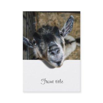 Nosy Goat Looking Out