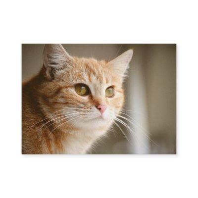 Orange Cat