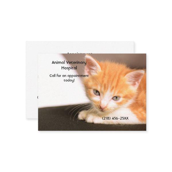 Orange Kitten Pet Care Appointment