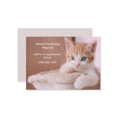 Orange Kitten Pet Care Appointment