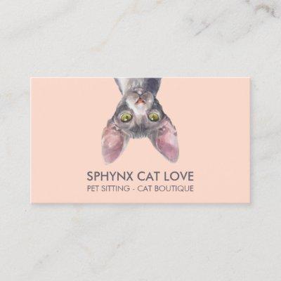 Orange Pink Sphynx Cat