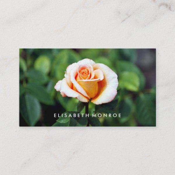 Orange Rose, Floristry