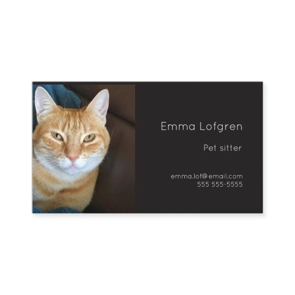 Orange tabby cat pet sitter