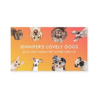 Orange Yellow Cute Small Size Dogs Pet Sitter