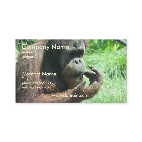 Orangutan Ape