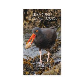 Oystercatcher Birdwatching / Nature Tours