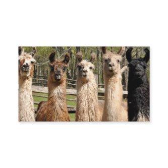 Pack of Happy Llamas Together