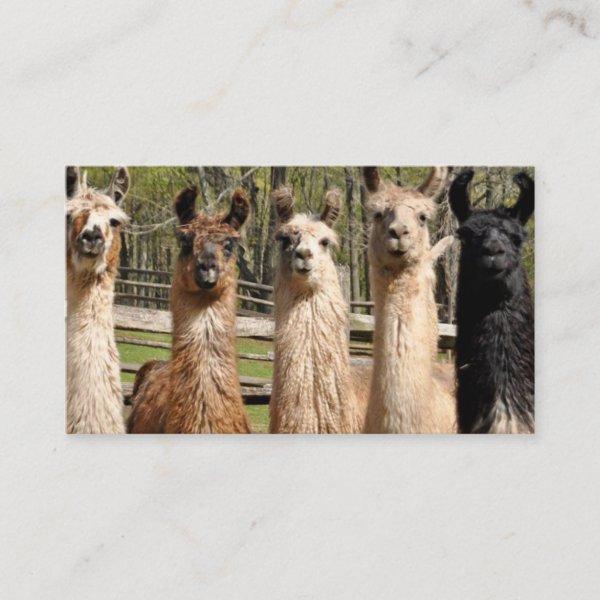 Pack of Happy Llamas Together