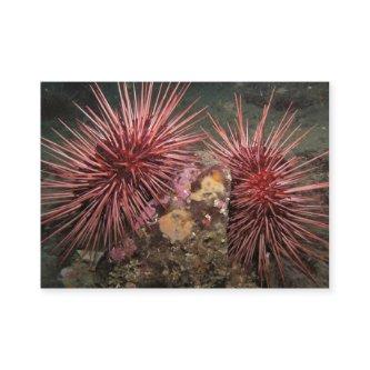 Pair of Giant Red Sea Urchins