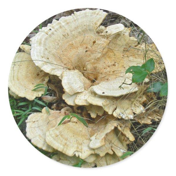 Pale Shelf Fungus Coordinating Items Classic Round Sticker