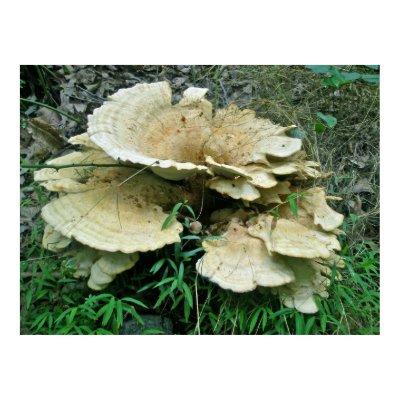 Pale Shelf Fungus Coordinating Items Poster