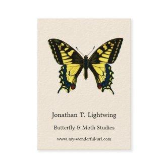 Papilio machaon - Old World Swallowtail Butterfly