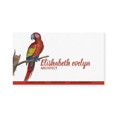 Parrot, Macaw Drawing