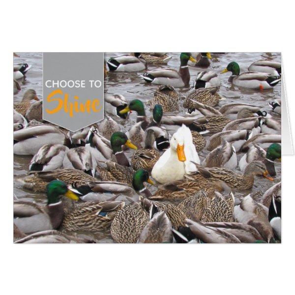 Pekin & Mallard Duck Choose to Shine