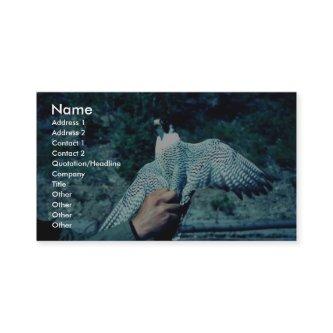 Peregrine Falcon