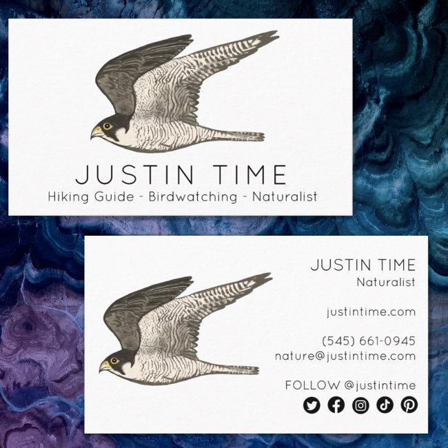 Peregrine Falcon Naturalist Guide Birdwatching