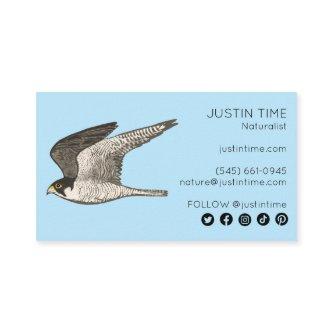 Peregrine Falcon Naturalist Guide Birdwatching