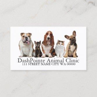 Pet Animal Clinic  Shelter Veterinary