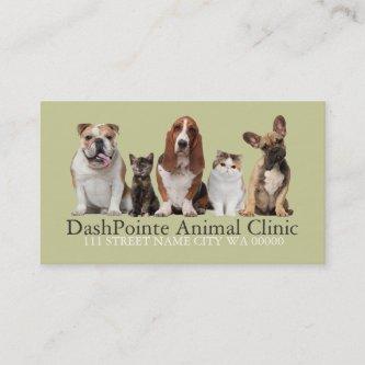 Pet Animal Clinic  Shelter Veterinary