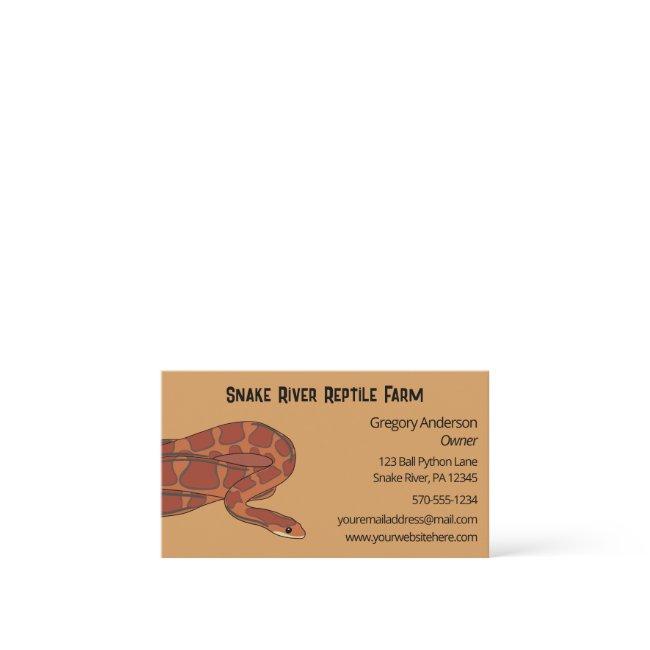 Pet Corn Snake Reptile Breeder