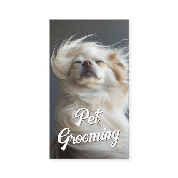 Pet Grooming Salon Boutique Chihuahua Portrait