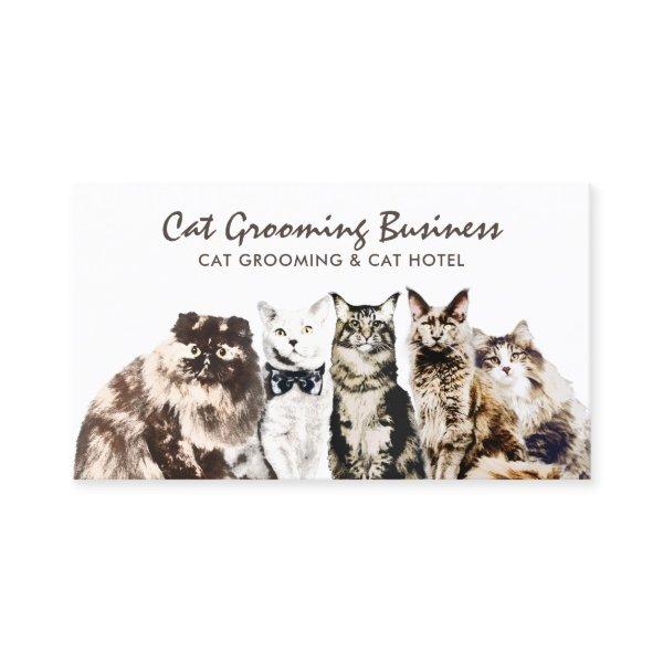 Pet Grooming Salon Spa Cats