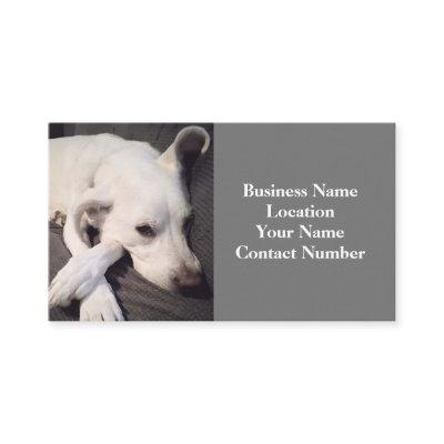 Photo of Beautiful White Dog Gray
