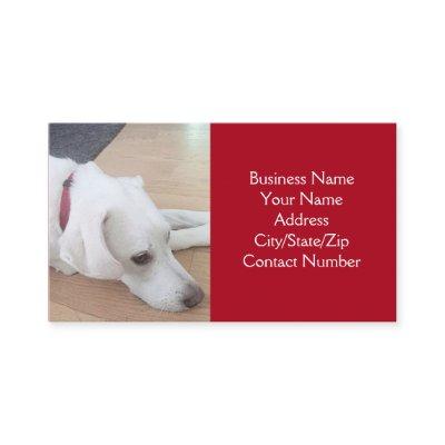 Photo of Cute White Dog Wearing Red Collar