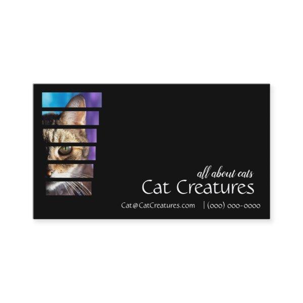 Photography Tabby Cat