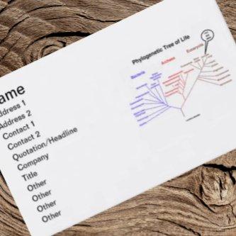 Phylogenetic Tree Of Life You Are Here