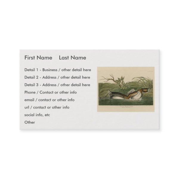 Pied-billed Grebe from Audubon's Birds of America