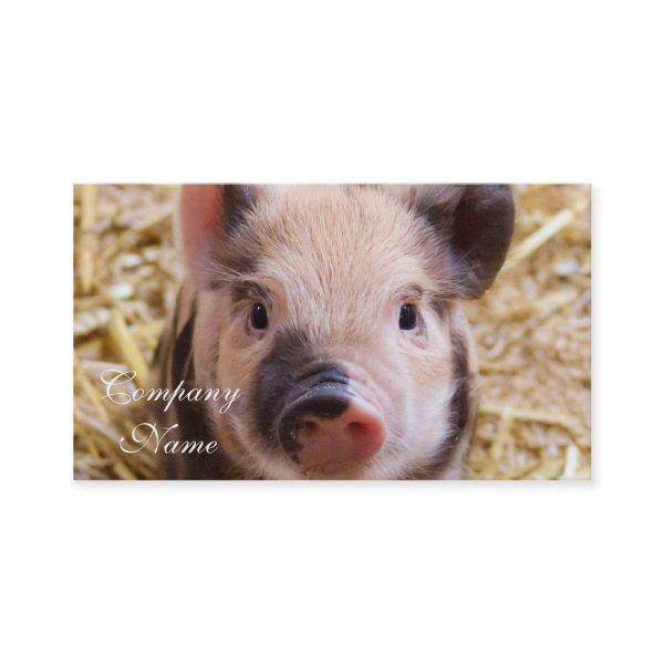Piglet