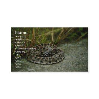 Pigmy Rattlesnake